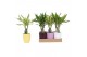 Dracaena fragr. mix 3 soorten Enkel stam - Keramiek mix 
