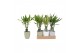 Dracaena fragr. mix 3 soorten Enkel stam - Keramiek mix 