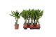 Dracaena fragr. mix 3 soorten Enkel stam - Steudneri & Golden Coast 