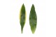 Dracaena fragr. mix 3 soorten Enkel stam - Steudneri & Golden Coast 