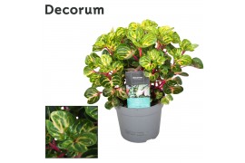 Iresine herbstii rich funnygold Decorum
