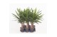 Yucca Enkel stam 