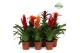 Bromelia mix Classic mix 
