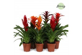 Bromelia mix Classic mix