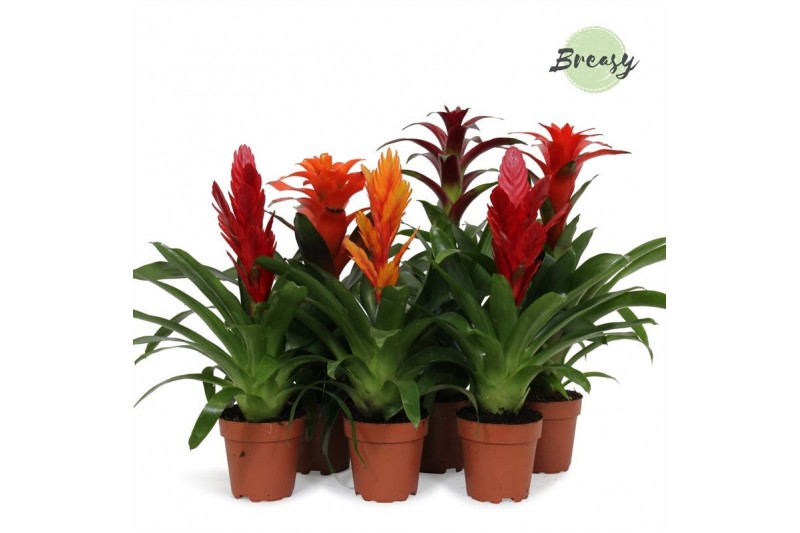 Bromelia mix Classic mix 