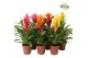 Bromelia mix Bromelia Cupcake 