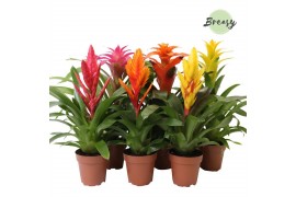 Bromelia mix Bromelia Cupcake