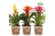 Bromelia mix Bromelia Cupcake Gaby 