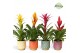 Bromelia mix Havana keramiek - Cupcake mix 