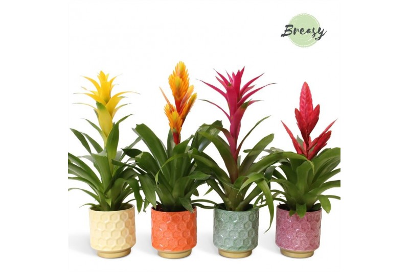 Bromelia mix Havana keramiek - Cupcake mix Bromelia mix Havana keramiek - Cupcake mix