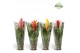 Bromelia mix Bromelia Cupcake Jungle 