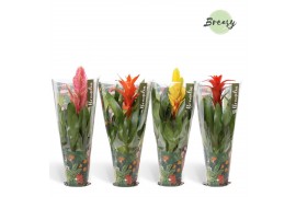 Bromelia mix Bromelia Cupcake Jungle