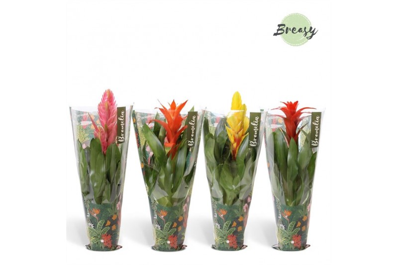 Bromelia mix Bromelia Cupcake Jungle 