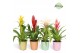 Bromelia mix Bromelia Cupcake Orlando 