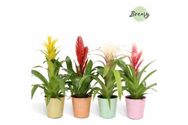 Bromelia mix Bromelia Cupcake Orlando