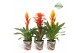 Bromelia mix Bromelia Green Potcover Ponza 