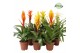 Bromelia mix Modern mix 