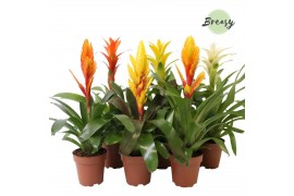 Bromelia mix Bromelia Modern