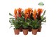 Bromelia mix Bromelia Orange 