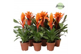 Bromelia mix Bromelia Orange