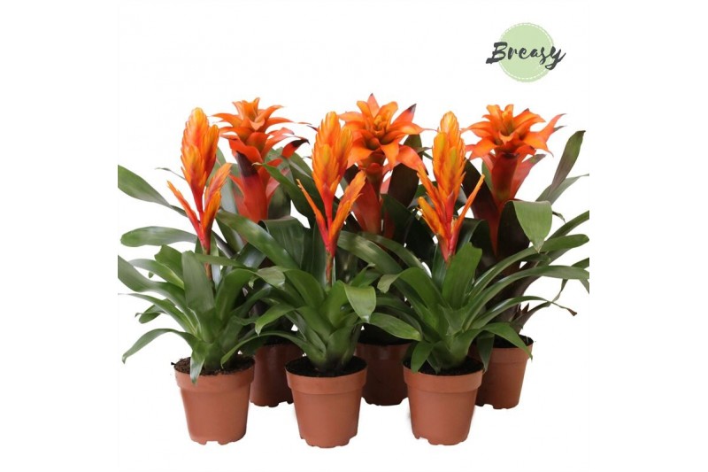 Bromelia mix Bromelia Orange 
