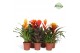Bromelia mix Orange Family mix 