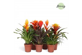 Bromelia mix Orange Family mix