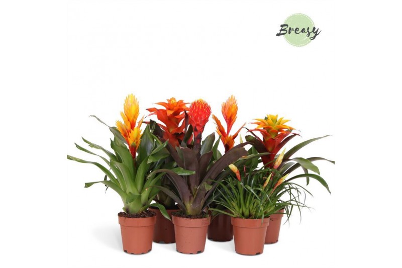 Bromelia mix Orange Family mix 