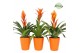 Bromelia mix Bromelia Orange Florence 