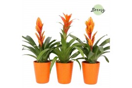 Bromelia mix Bromelia Orange Florence