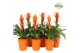 Bromelia mix Bromelia Orange Florence 