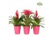 Bromelia mix Bromelia Pink Florence 