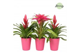 Bromelia mix Bromelia Pink Florence