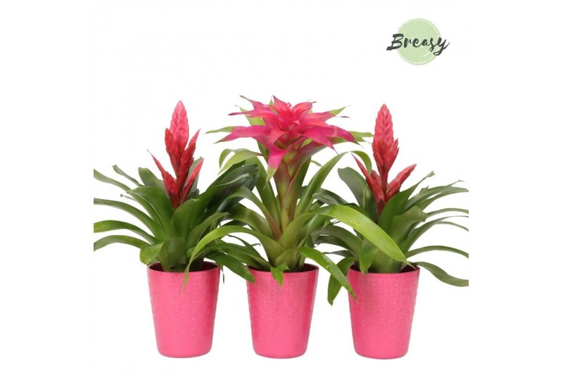 Bromelia mix Bromelia Pink Florence 