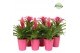 Bromelia mix Bromelia Pink Florence 