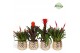 Bromelia mix Bromelia Royal Classic Royal Crown 