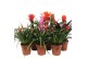 Bromelia mix Royal Cupcake mix 