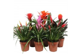 Bromelia mix Royal Cupcake mix