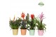 Bromelia mix Orlando keramiek - Royal Cupcake mix 