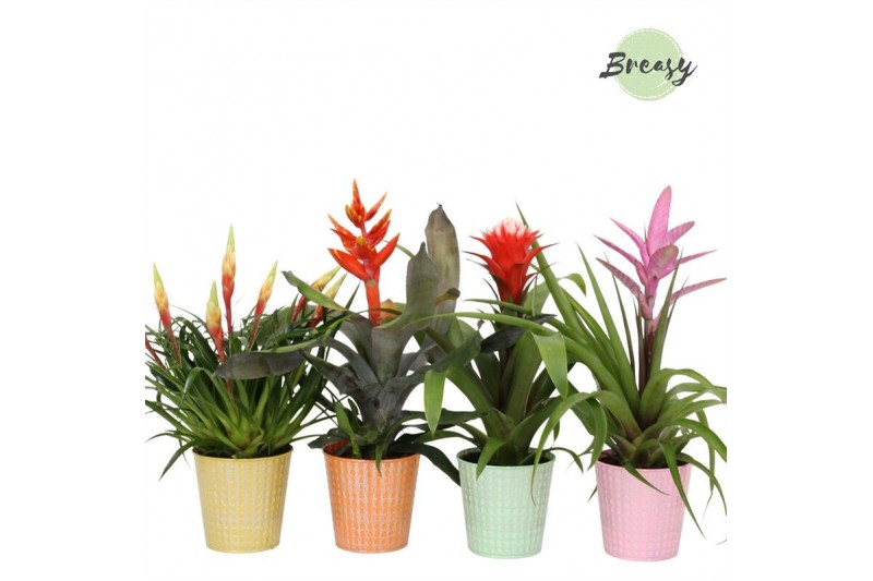 Bromelia mix Orlando keramiek - Royal Cupcake mix 