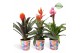 Bromelia mix Bromelia Royal Cupcake Potcover Burano 