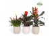 Bromelia mix Bromelia Royal Green Palma 