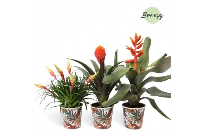 Bromelia mix Bromelia Royal Green Potcover Ponza Bromelia mix Bromelia Royal Green Potcover Ponza