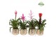Bromelia mix Bromelia Royal Love Royal Crown 