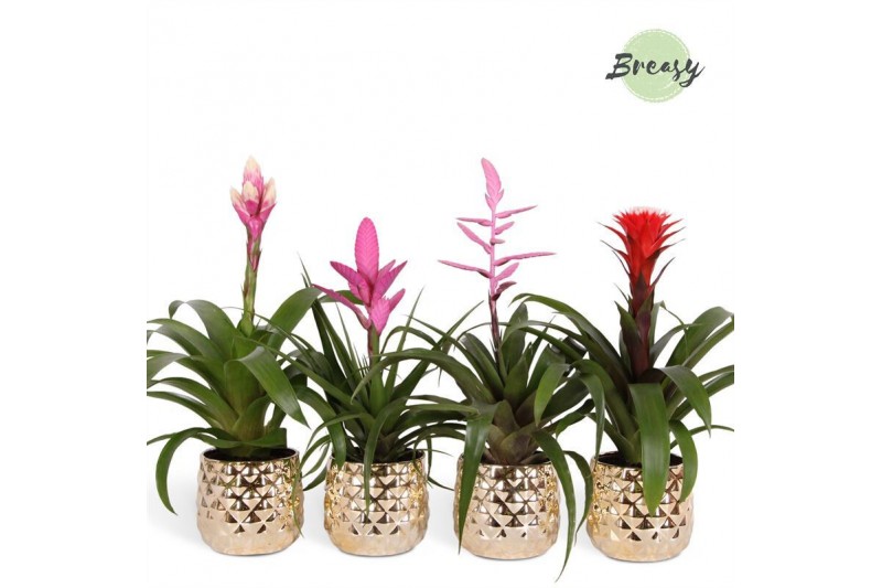 Bromelia mix Bromelia Royal Love Royal Crown 