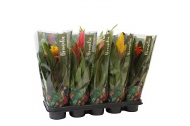 Bromelia mix Bromelia Surprise Jungle