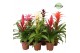 Bromelia mix Bromelia Sweet 