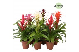 Bromelia mix Bromelia Sweet