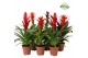 Bromelia mix Bromelia Urban 