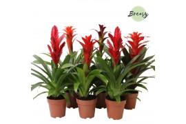 Bromelia mix Bromelia Urban